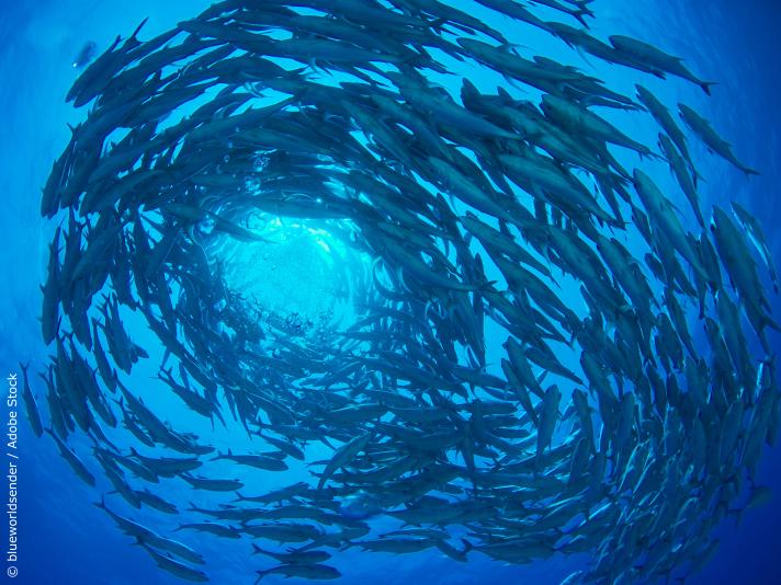 Fish under water© blueworldsender / Adobe Stock