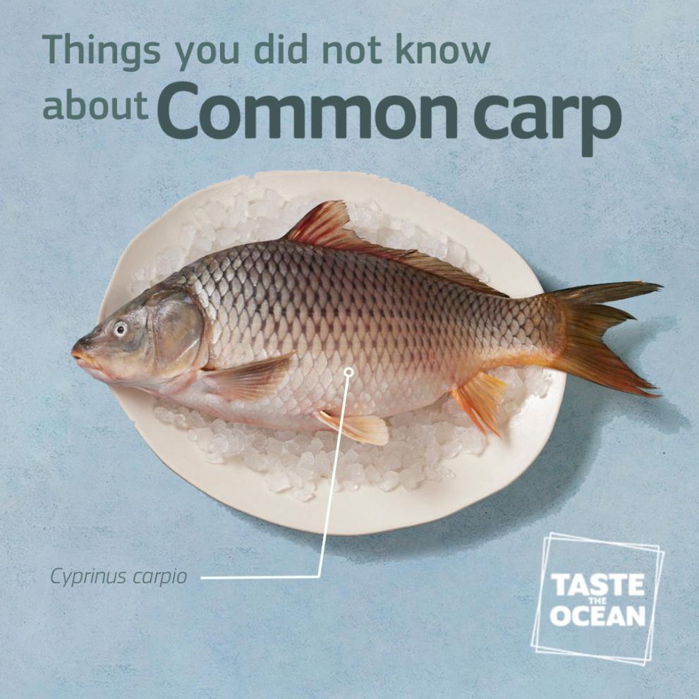 Common carp on a plate