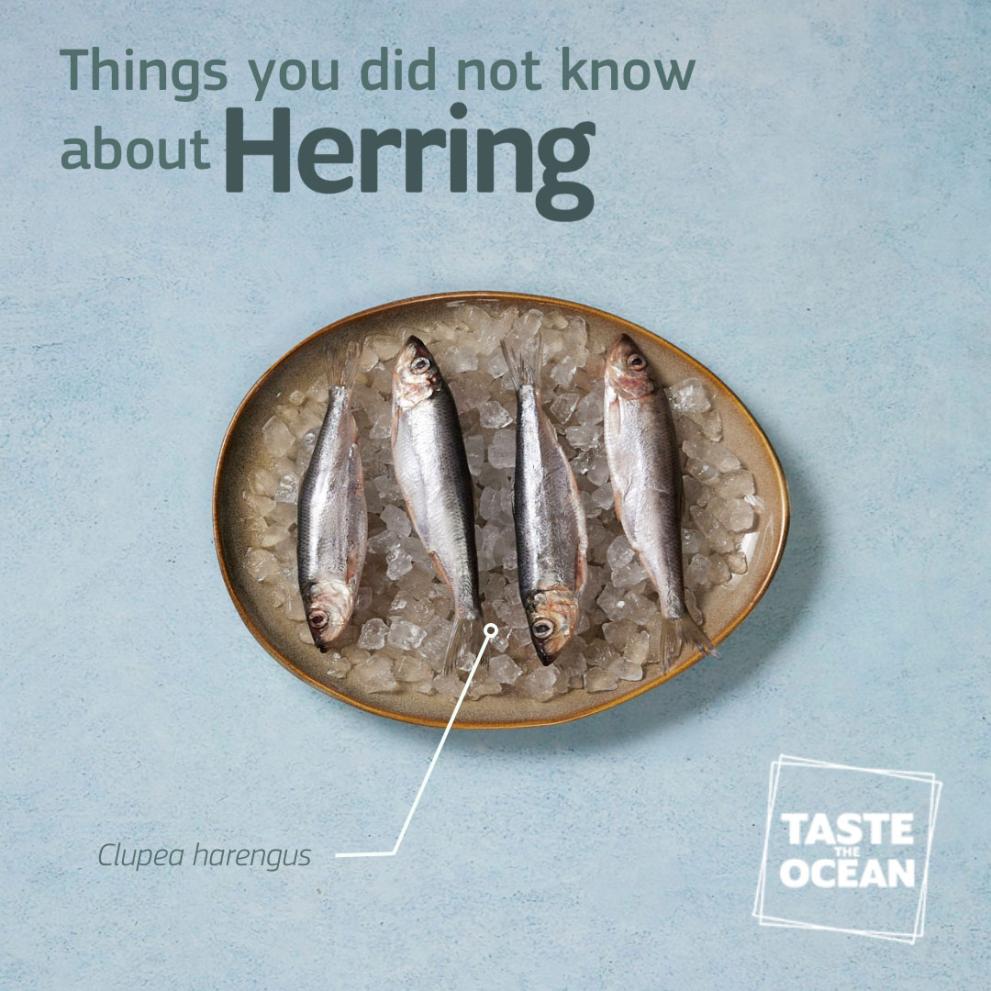 Herring on a plate